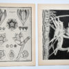 Research-Design in Nature. Volume 1 & 2.,  John Gilbert Wilkins - Image 3
